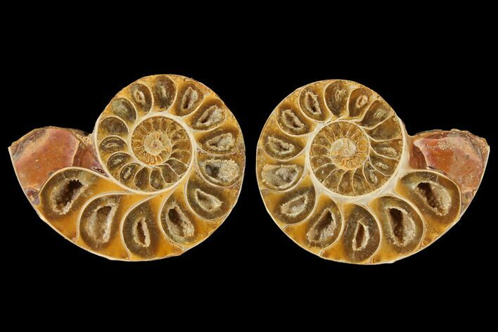Cut & Polished Agatized Ammonite Fossil- Jurassic #131638